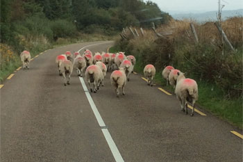 Plants: image 1 0f 4 thumb